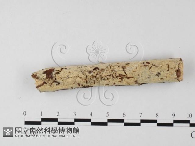 登錄號:F0020141藏品圖，第1張