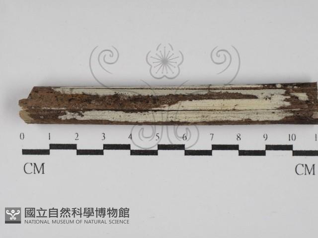 冇骨消絲齒菌藏品圖，第1張