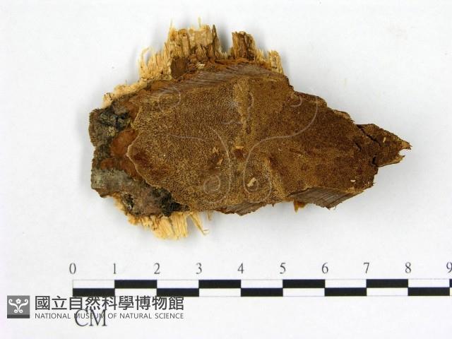 登錄號:F0006141藏品圖，第1張