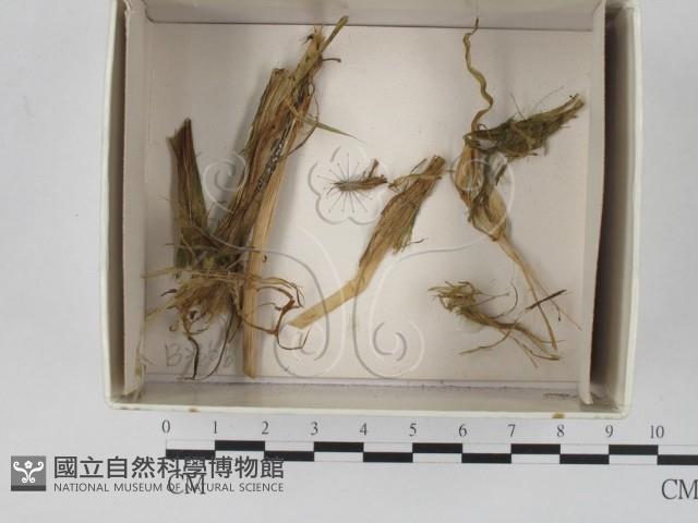 登錄號:F0021141藏品圖，第1張