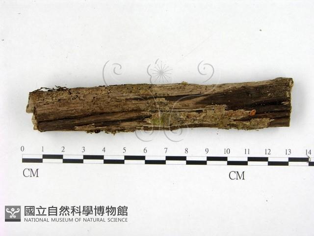 登錄號:F0001141藏品圖，第1張