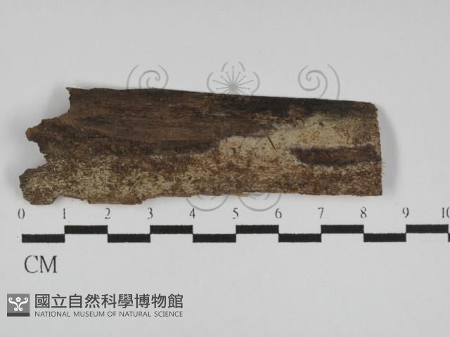 絲齒菌屬藏品圖，第1張