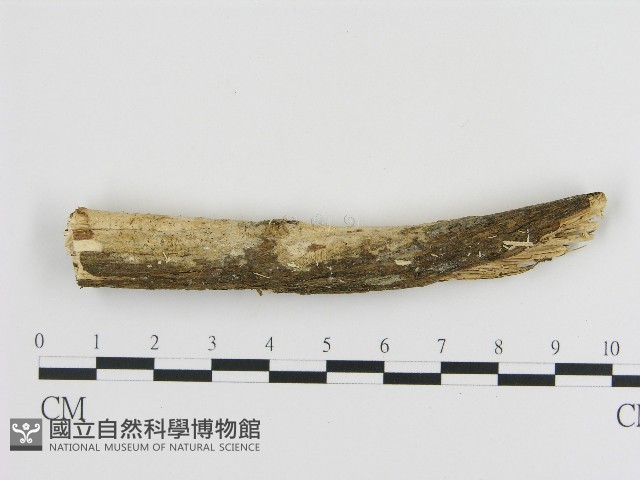 登錄號:F0004141藏品圖，第1張