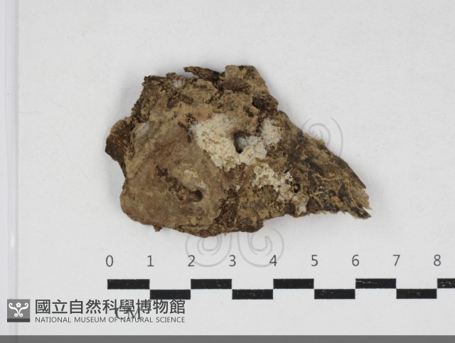 登錄號:F0034141藏品圖，第1張