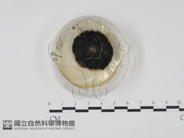 登錄號:F0022141藏品圖，第1張