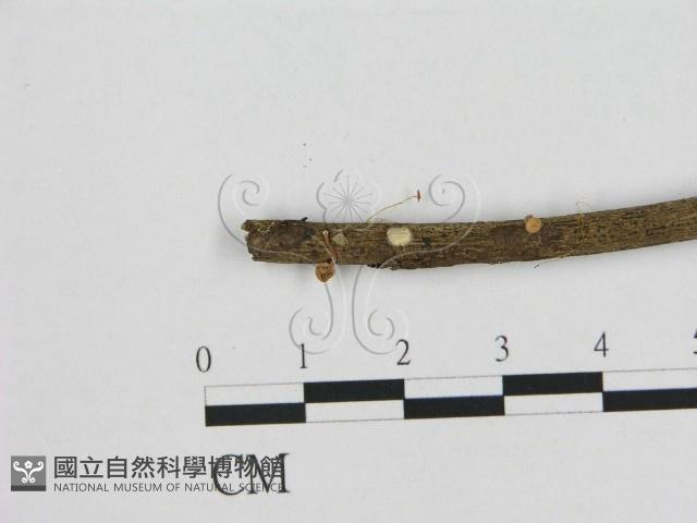 小皮傘屬藏品圖，第1張