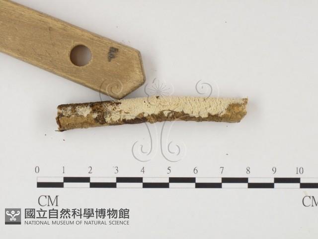 登錄號:F0012141藏品圖，第1張