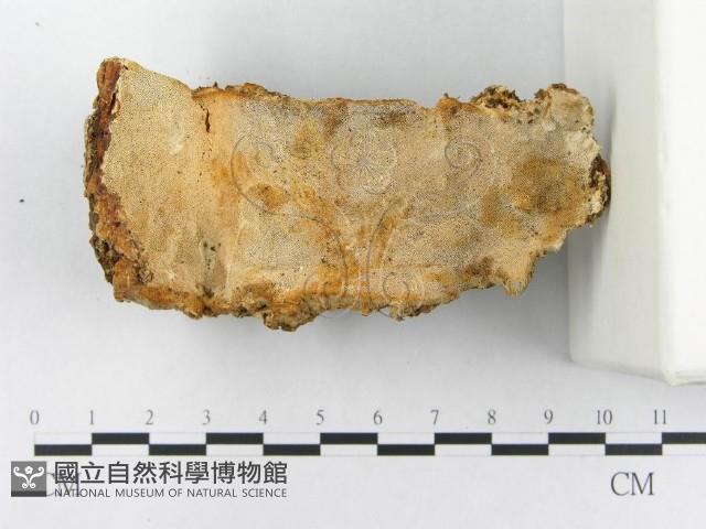 登錄號:F0007141藏品圖，第1張