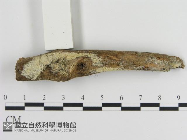 登錄號:F0017141藏品圖，第1張