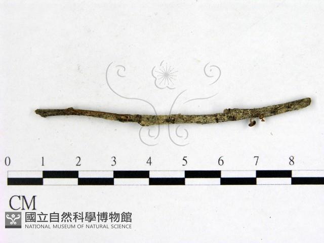 登錄號:F0005141藏品圖，第1張