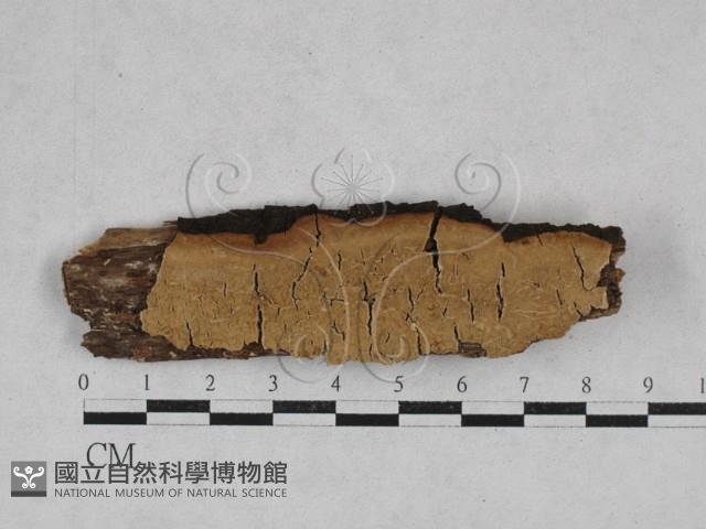 傑克菌屬藏品圖，第1張