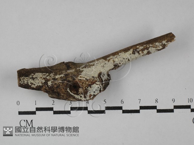 絲皮菌屬藏品圖，第1張