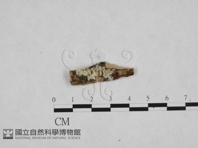 登錄號:F0009141藏品圖，第1張