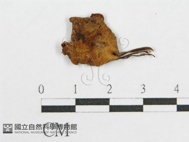 登錄號:F0019141藏品圖，第1張