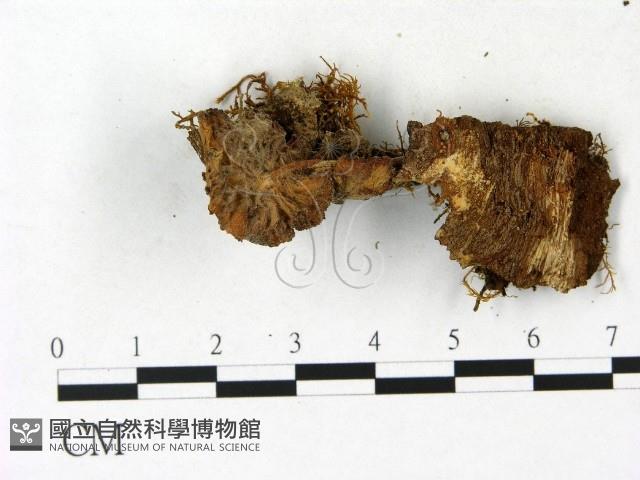 登錄號:F0023141藏品圖，第1張