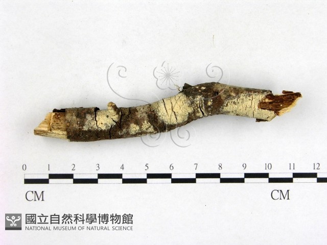 登錄號:F0003141藏品圖，第1張