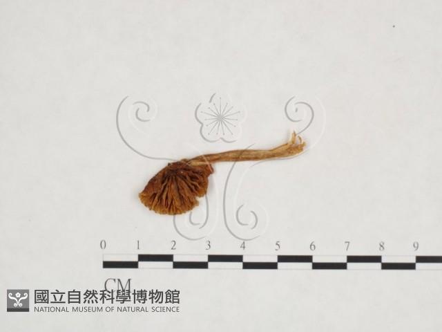 登錄號:F0013141藏品圖，第1張