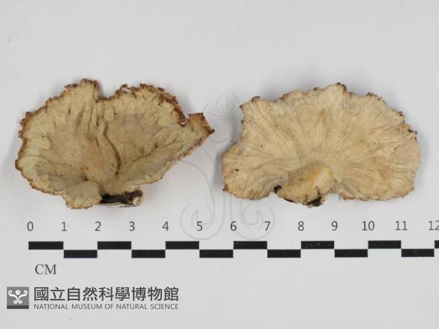 優雅波邊革菌藏品圖，第1張