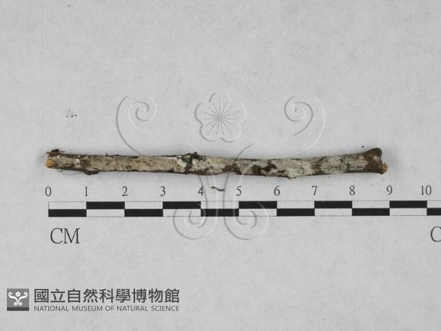 登錄號:F0028041藏品圖，第1張