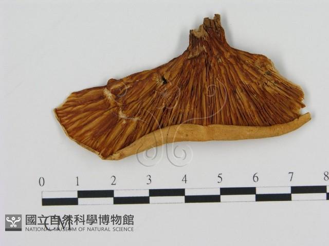 登錄號:F0008041藏品圖，第1張