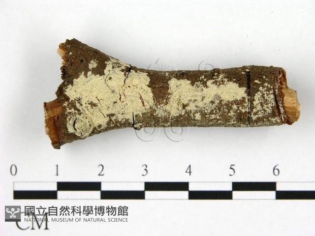 登錄號:F0020041藏品圖，第1張