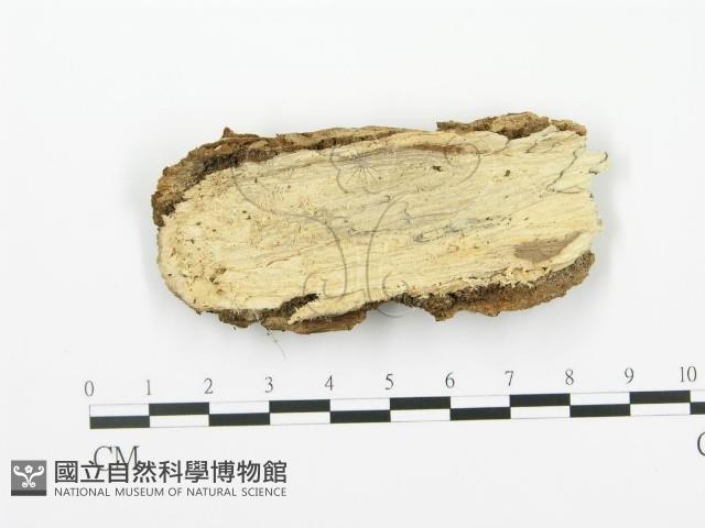 射脈菌屬藏品圖，第1張