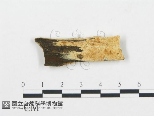 登錄號:F0006041藏品圖，第1張