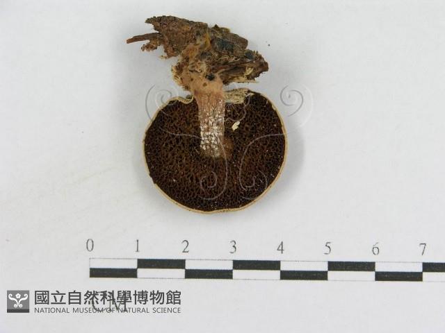 登錄號:F0016041藏品圖，第1張