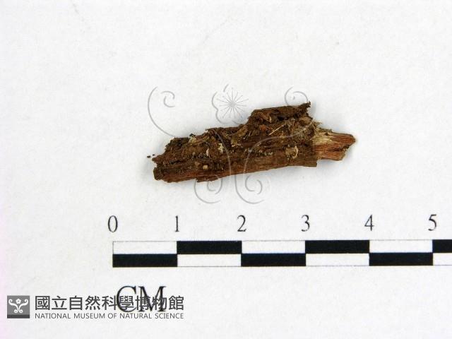 登錄號:F0021041藏品圖，第1張