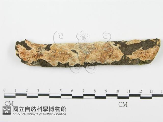 館號:F0001041藏品圖，第1張