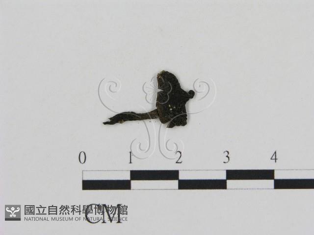 登錄號:F0011041藏品圖，第1張
