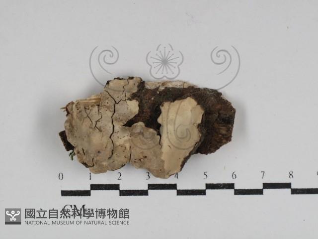 登錄號:F0031041藏品圖，第1張