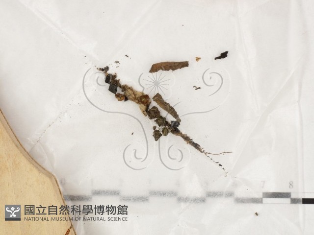 登錄號:F0024041藏品圖，第1張