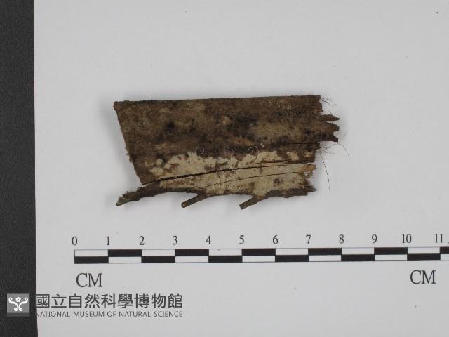 登錄號:F0004041藏品圖，第1張