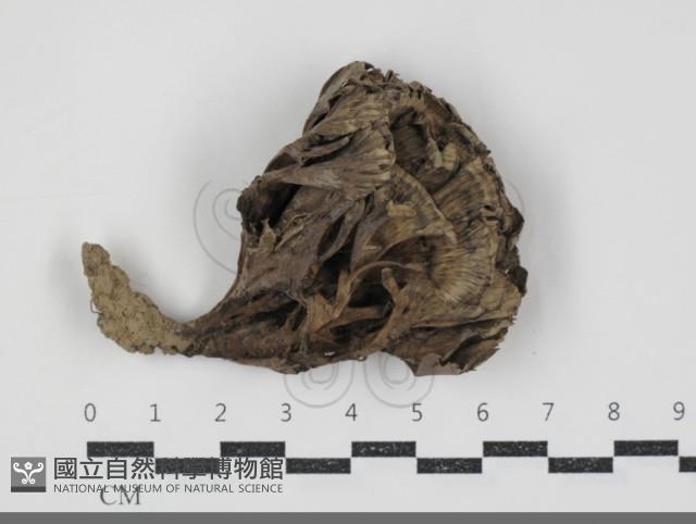 棕色革菌藏品圖，第1張