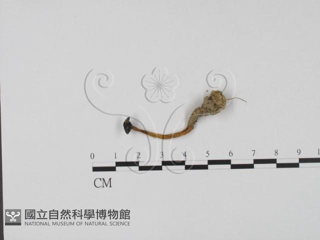 登錄號:F0022041藏品圖，第1張