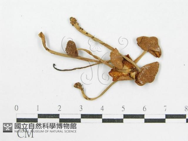 登錄號:F0002041藏品圖，第1張