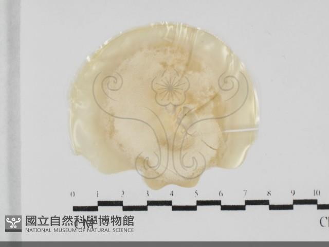 登錄號:F0032041藏品圖，第1張