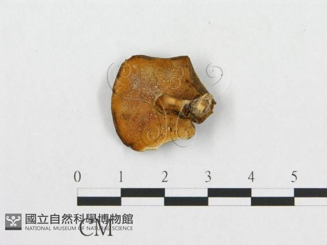 登錄號:F0007041藏品圖，第1張