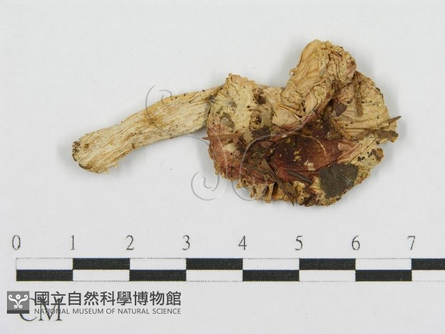 紅菇屬藏品圖，第1張