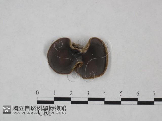 毛木耳藏品圖，第1張