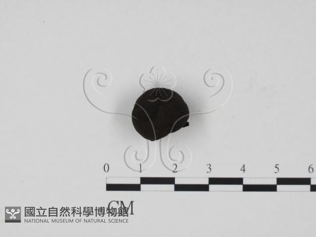 炭角菌屬藏品圖，第1張