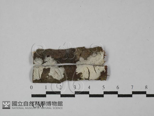 絲皮菌屬藏品圖，第1張