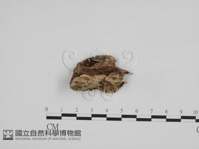 登錄號:F0009041藏品圖，第1張