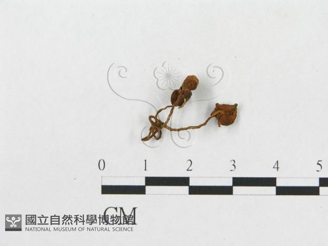 登錄號:F0019041藏品圖，第1張