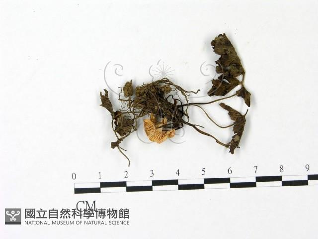 登錄號:F0023041藏品圖，第1張