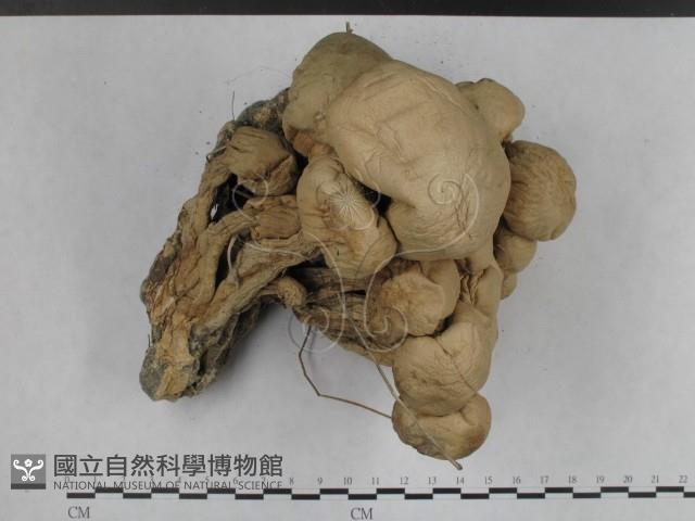 登錄號:F0003041藏品圖，第1張