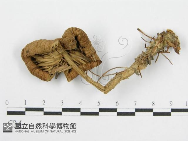 登錄號:F0013041藏品圖，第1張