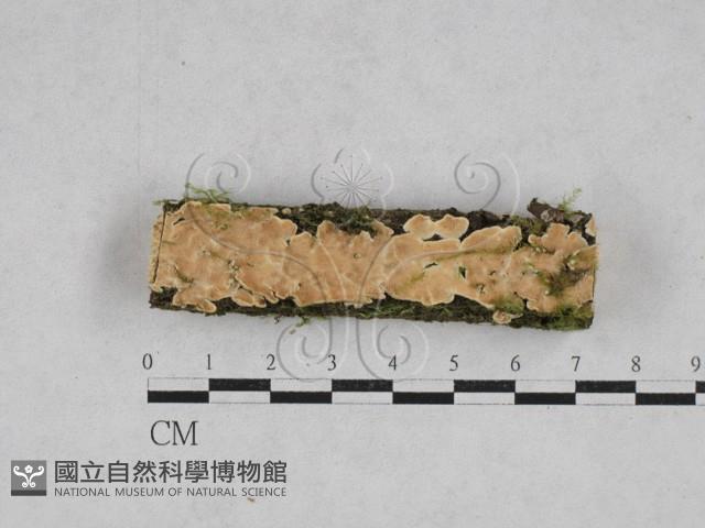 登錄號:F0028341藏品圖，第1張