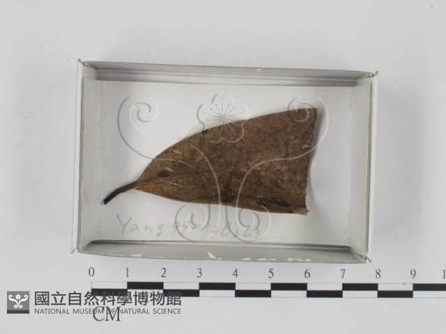 登錄號:F0018341藏品圖，第1張